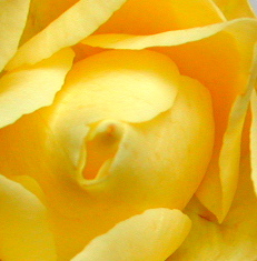 「きっとよくなる」黄色いバラ