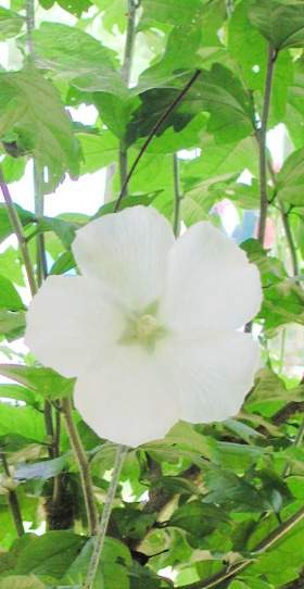 純白のむくげ（槿）の花